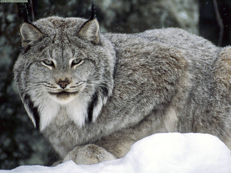 Illustration for article titled Caturday - Lynx canadensis Edition